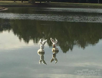 发现两枚在游泳的兔子